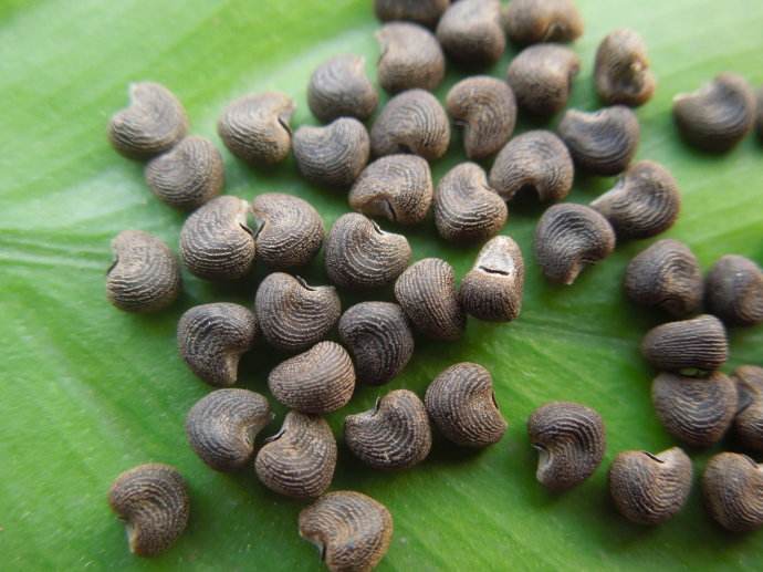 长沙东日园林工程有限公司,长沙园林绿化工程,长沙绿化养护管理