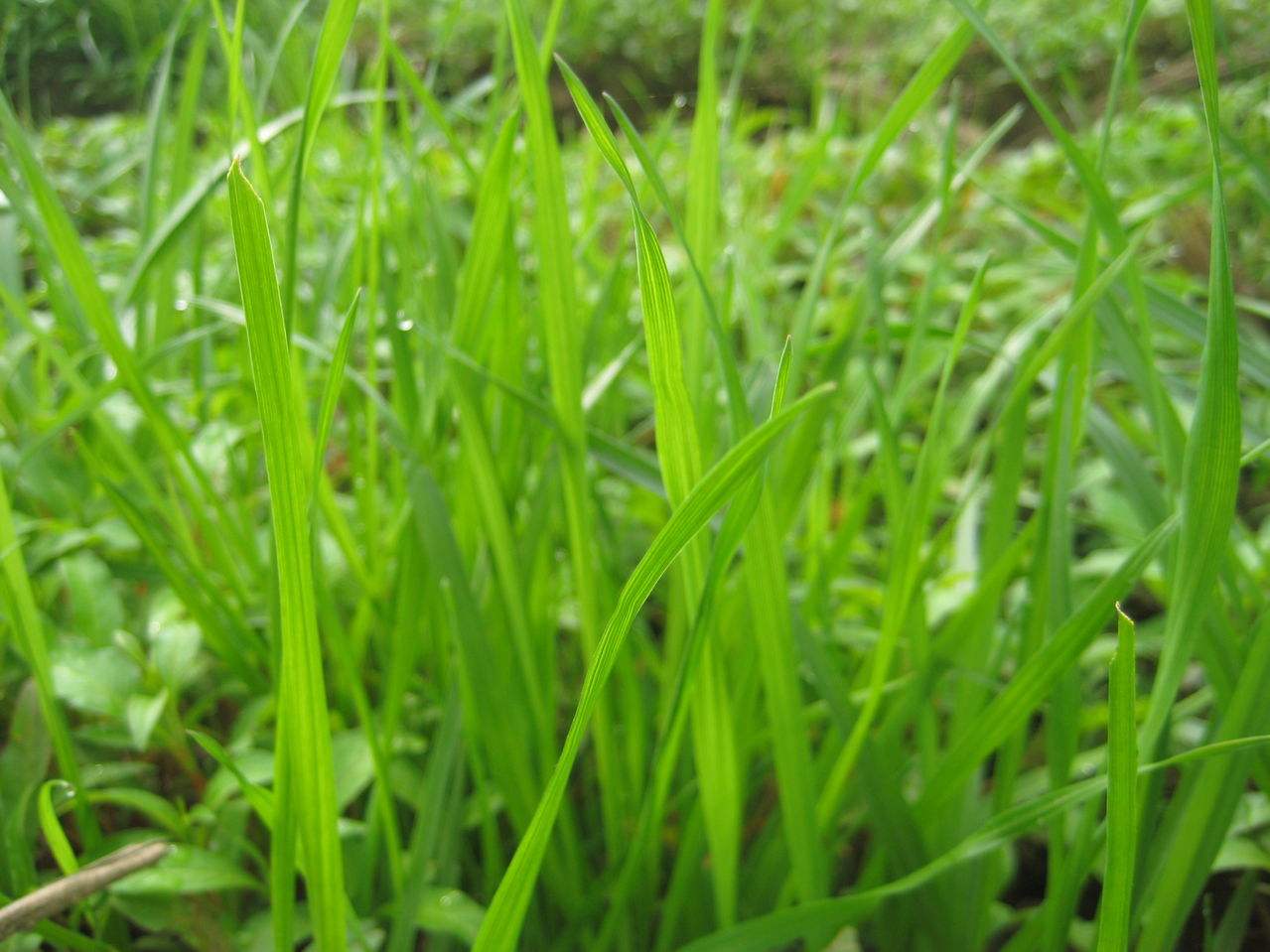 长沙东日园林工程有限公司,长沙园林绿化工程,长沙绿化养护管理