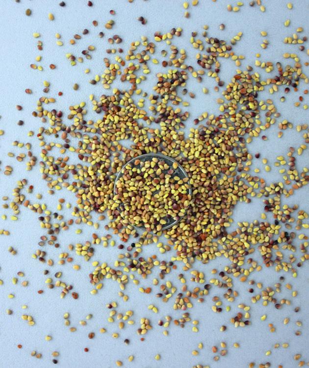 长沙东日园林工程有限公司,长沙园林绿化工程,长沙绿化养护管理