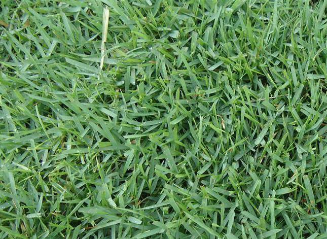 长沙东日园林工程有限公司,长沙园林绿化工程,长沙绿化养护管理